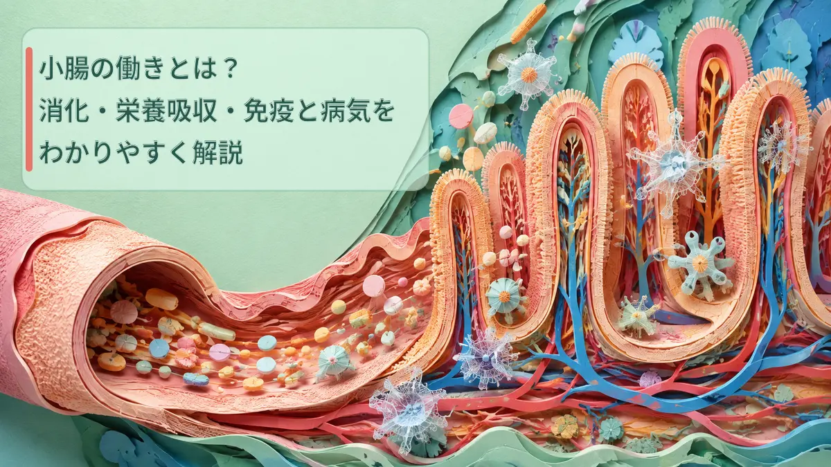 小腸の消化・栄養吸収・免疫を表す画像