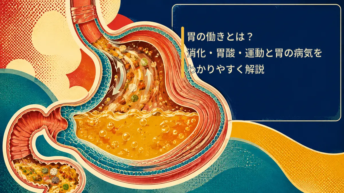 胃の消化・胃酸・運動機能を表す画像