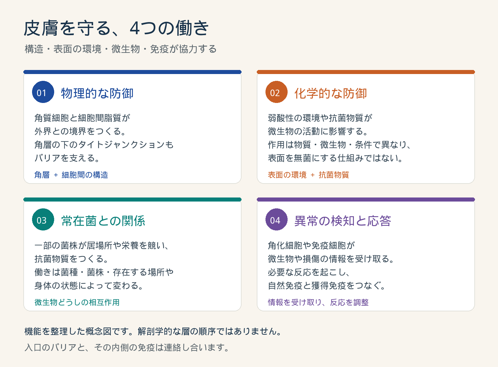 皮膚を守る四つの働き。角層と脂質、弱酸性環境と抗菌物質、常在菌、角化細胞と免疫細胞が協力する概念図。
